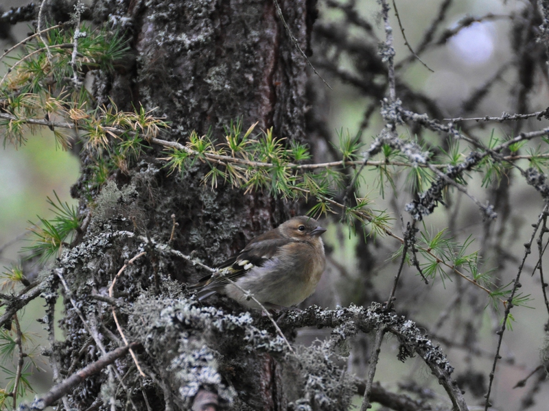 Saxicola_rubetra_in_Glen_Lui