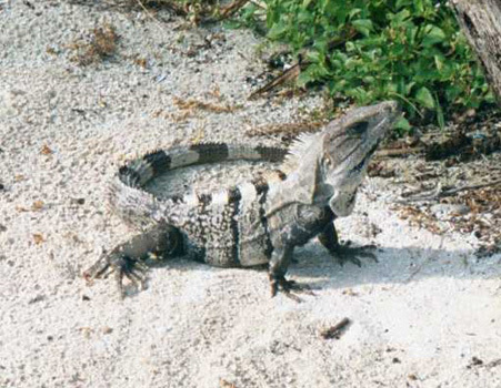 Iguanidae