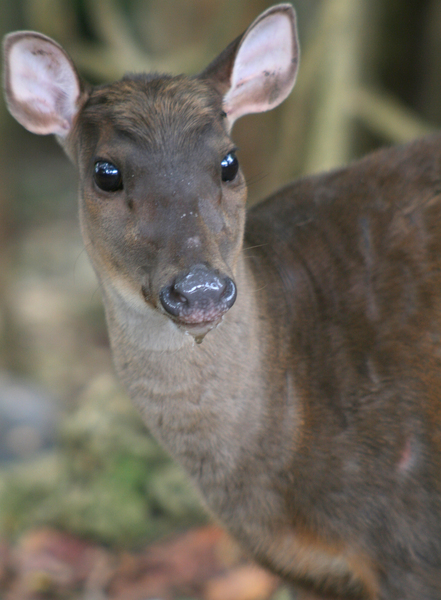 Craniata