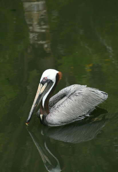 Vertebrata