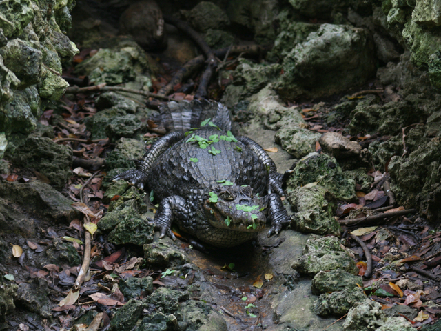 Photo of Caiman crocodilus