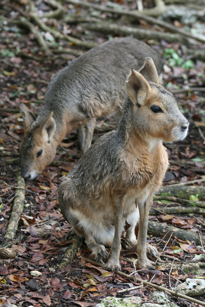 Deuterostomia