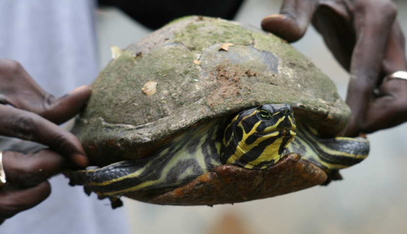 Photo of Trachemys scripta