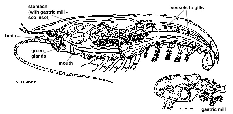 Malacostraca