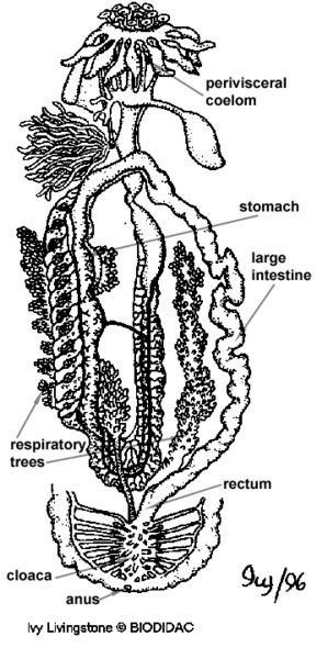 Holothuroidea