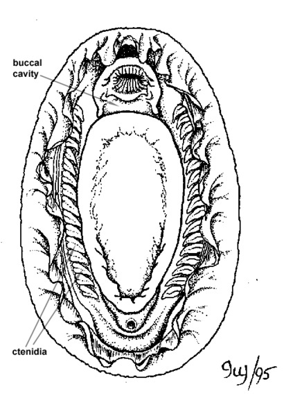 Polyplacophora