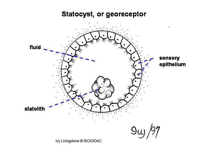 statocyst