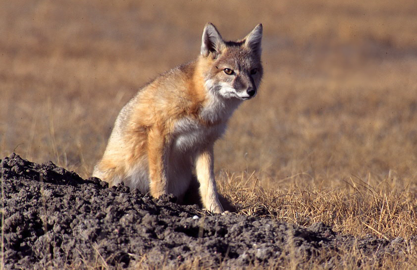 Vulpes_velox_wintercoat