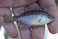 Lepomis macrochirus