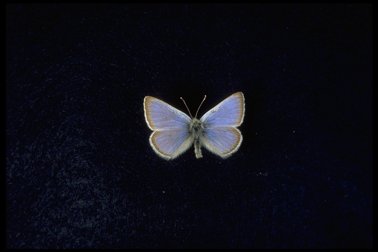 Papilionoidea