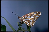 Papilionoidea