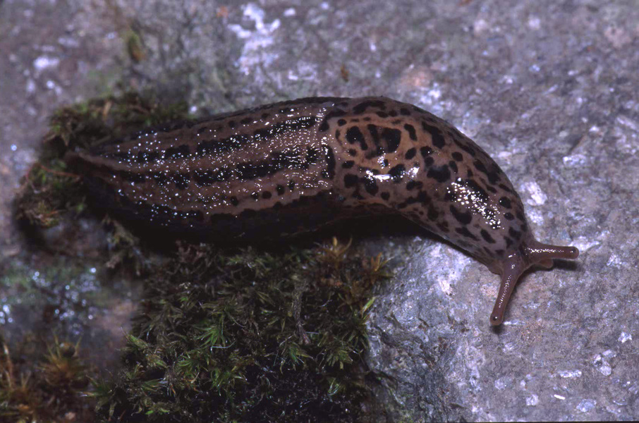 Limax