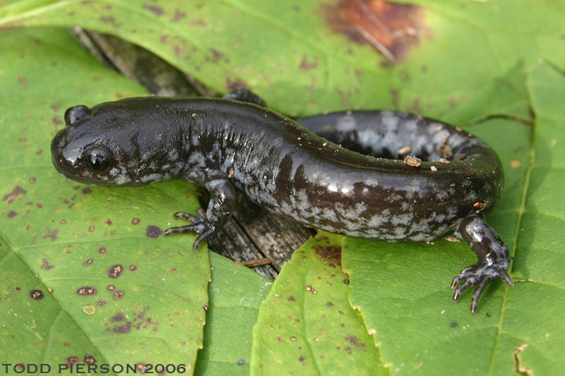 Ambystoma_texanum1