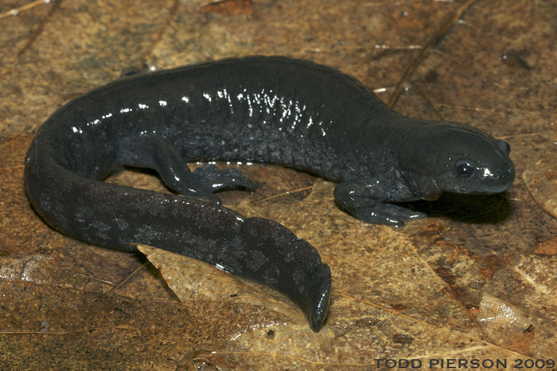 Ambystoma_texanum2