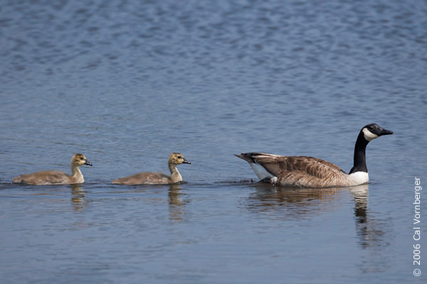 Anatidae