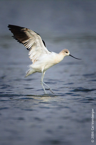 amavocet