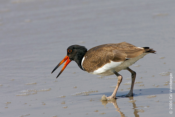 Haematopus palliatus