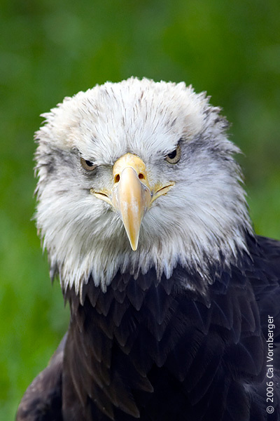 baldeagle