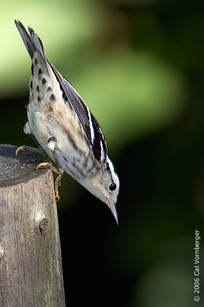 bandwwarbler2