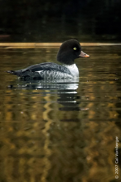 Anseriformes