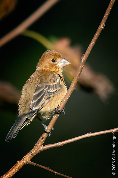 bluegrosbeak