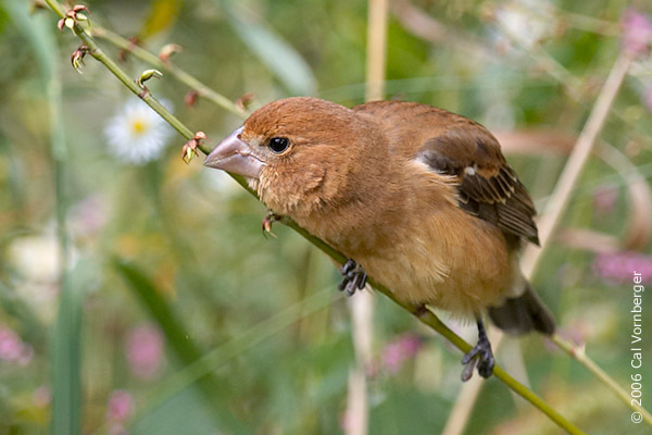 Passerina caerulea