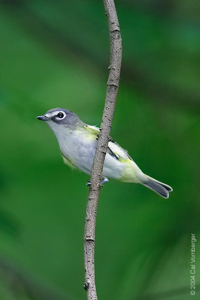 blueheadedvireo2