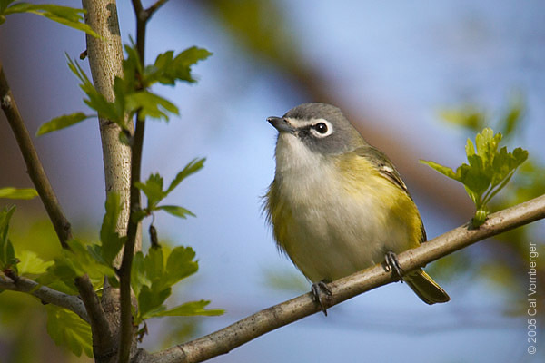 blueheadedvireo3