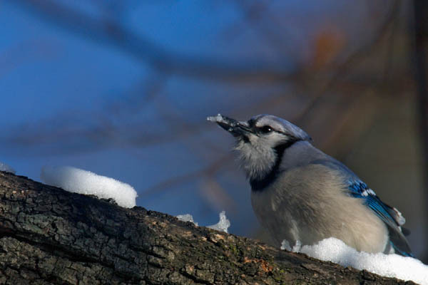 bluejay2