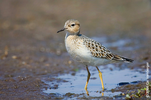 buffbreastedsandpiper