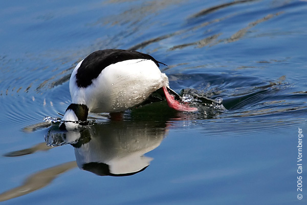 bufflehead_diving