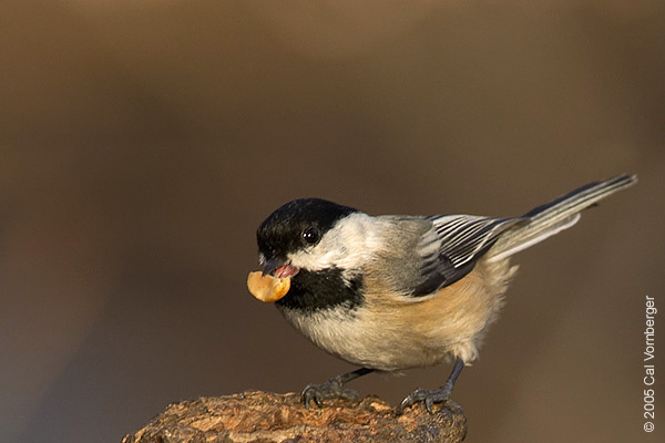 chickadee3_wseed