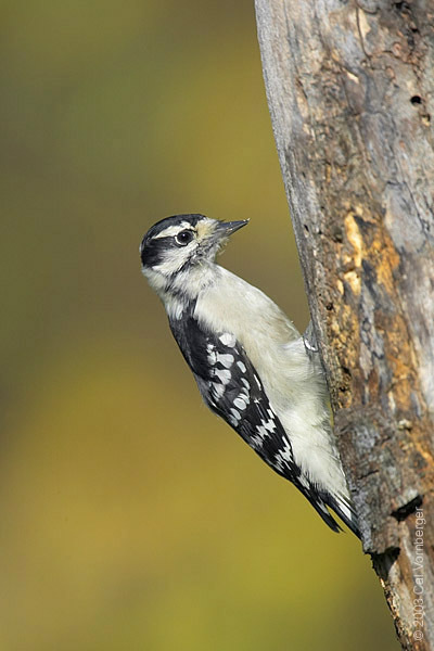 Picoides pubescens