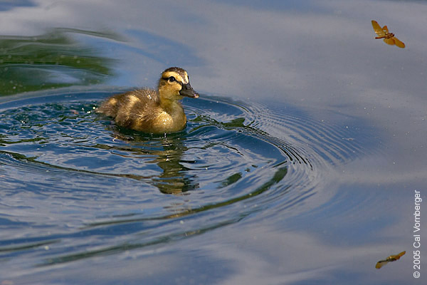 Anseriformes