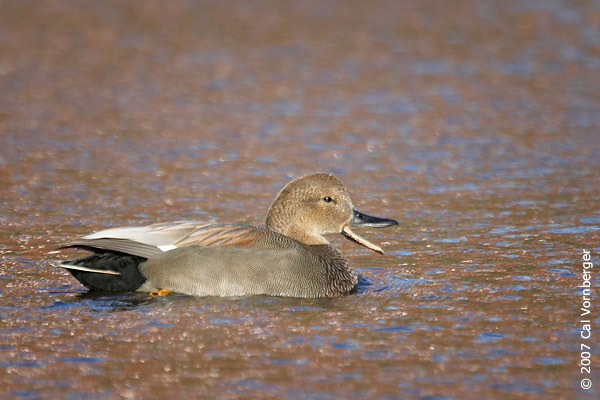 Vertebrata