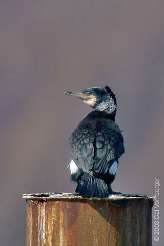 greatcormorant1