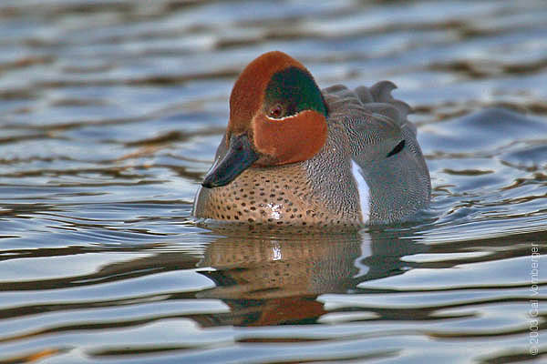 Anseriformes