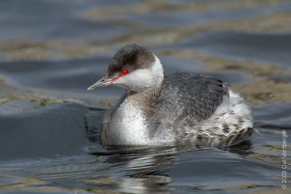 hornedgrebe_winter