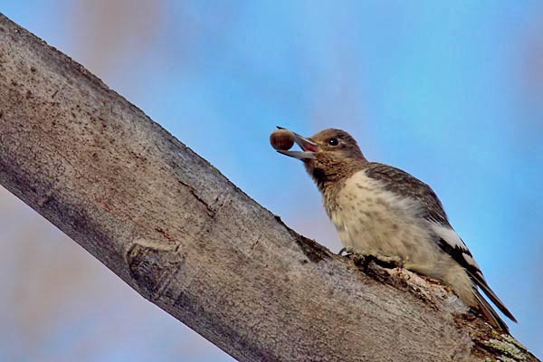 juvredheadwoodpecker