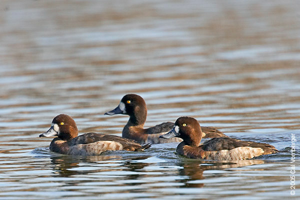 Anseriformes