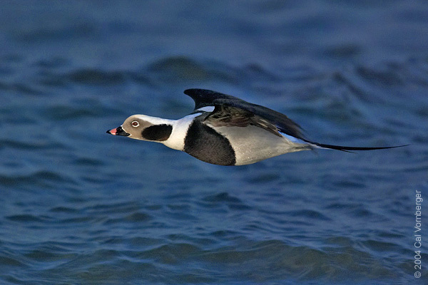 Clangula hyemalis