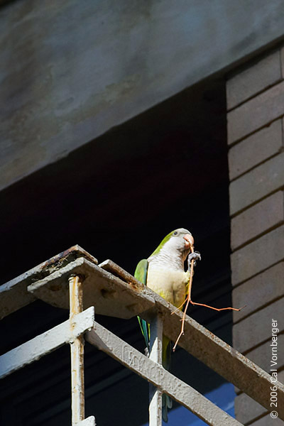 monkparakeet11