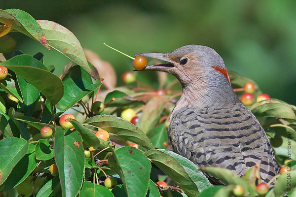 northflickereatcrabapple