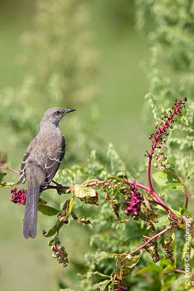 northmockingbird