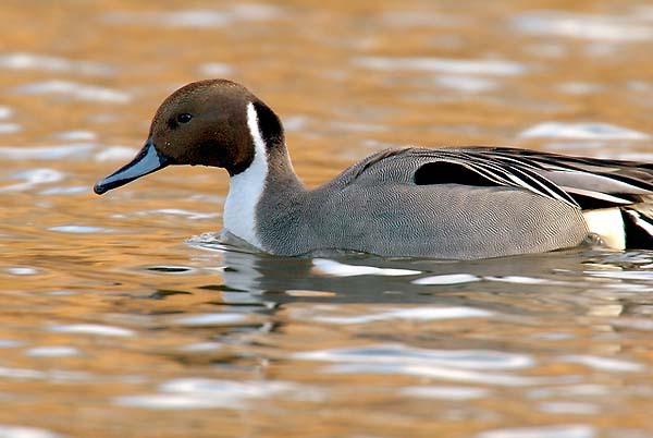 Anseriformes