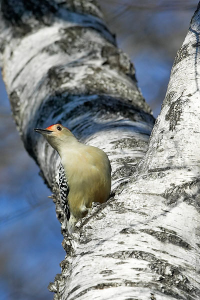 redbelliewoodpecker11