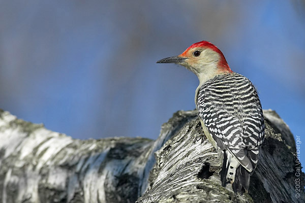 redbellywoodpecker12