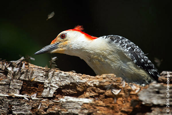 Photo of Melanerpes carolinus