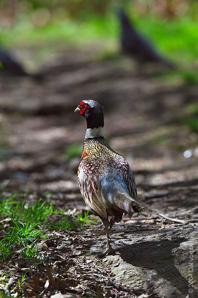 Galliformes