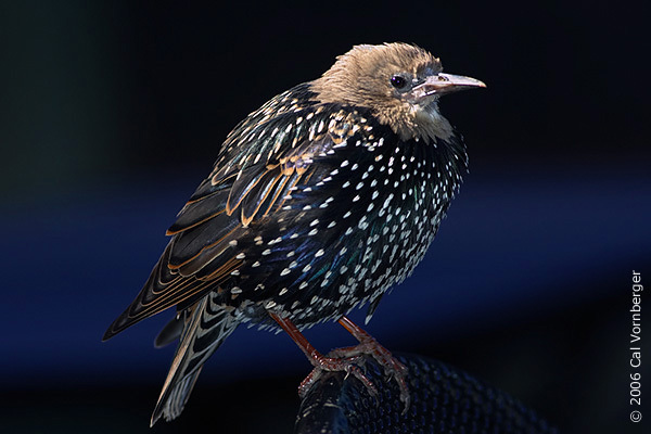 starling